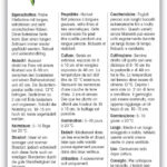 Buschbohne extrafein 'Fleuret'