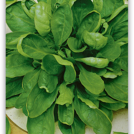 Nüssler Feldsalat 'Louviers'           25g