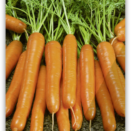 SB Karotte 'Nantaise'(Tip-Top), mittelfrüh