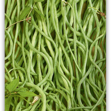 Spargelbohne