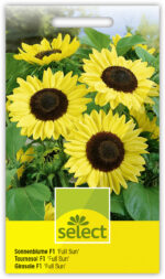 Helianthus 'Full Sun F1' Sonnenblume
