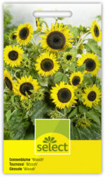Helianthus 'Wahoo' Sonnenblume