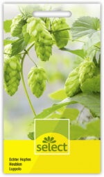 Echter Hopfen, zweihäusig
