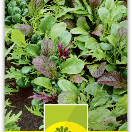 Pflücksalat 'Asia Spicy Green Mix'