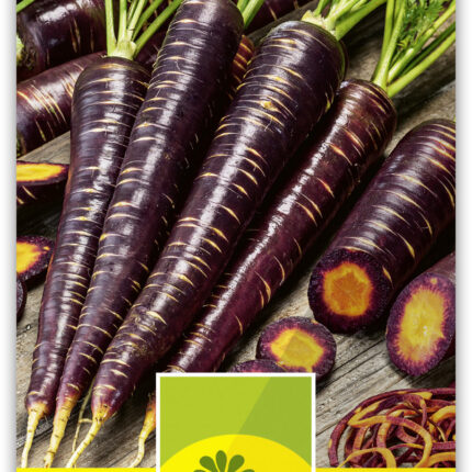 Karotte 'Purple Haze'F1'
