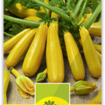 Zucchetti 'Golden'