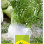 Gemüsefenchel 'Zefa Fino'