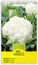 Blumenkohl 'Eskimo' winterhart