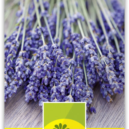 Lavendel mehrjährig