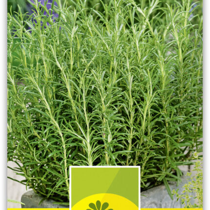 Rosmarinus officinalis Rosmarin