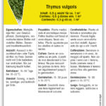 Thymian Winter mehrjährig