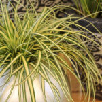 4 er Set, Die dichtwachsende, gelb-grüne Hachijo-Segge - Carex hachijoensis Evergold im 12 er Topf
