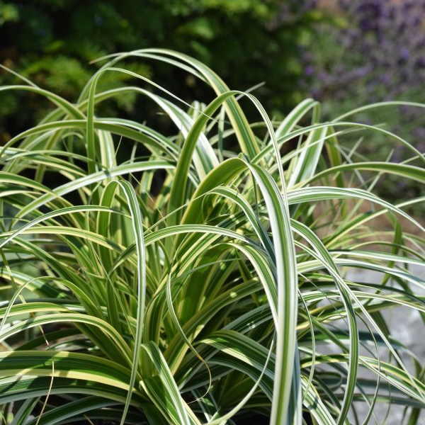 Carex-hybrida-Feather-Falls-2512-2513 4 er Set, Die Segge Feather Falls mit gebogener, überhängender Wuchs - Carex-Hybride Feather Falls im 12 er Topf – Bild 1