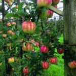 Apfel KARNEVAL(S)  SGA – aromatisch und vielseitig verwendbar