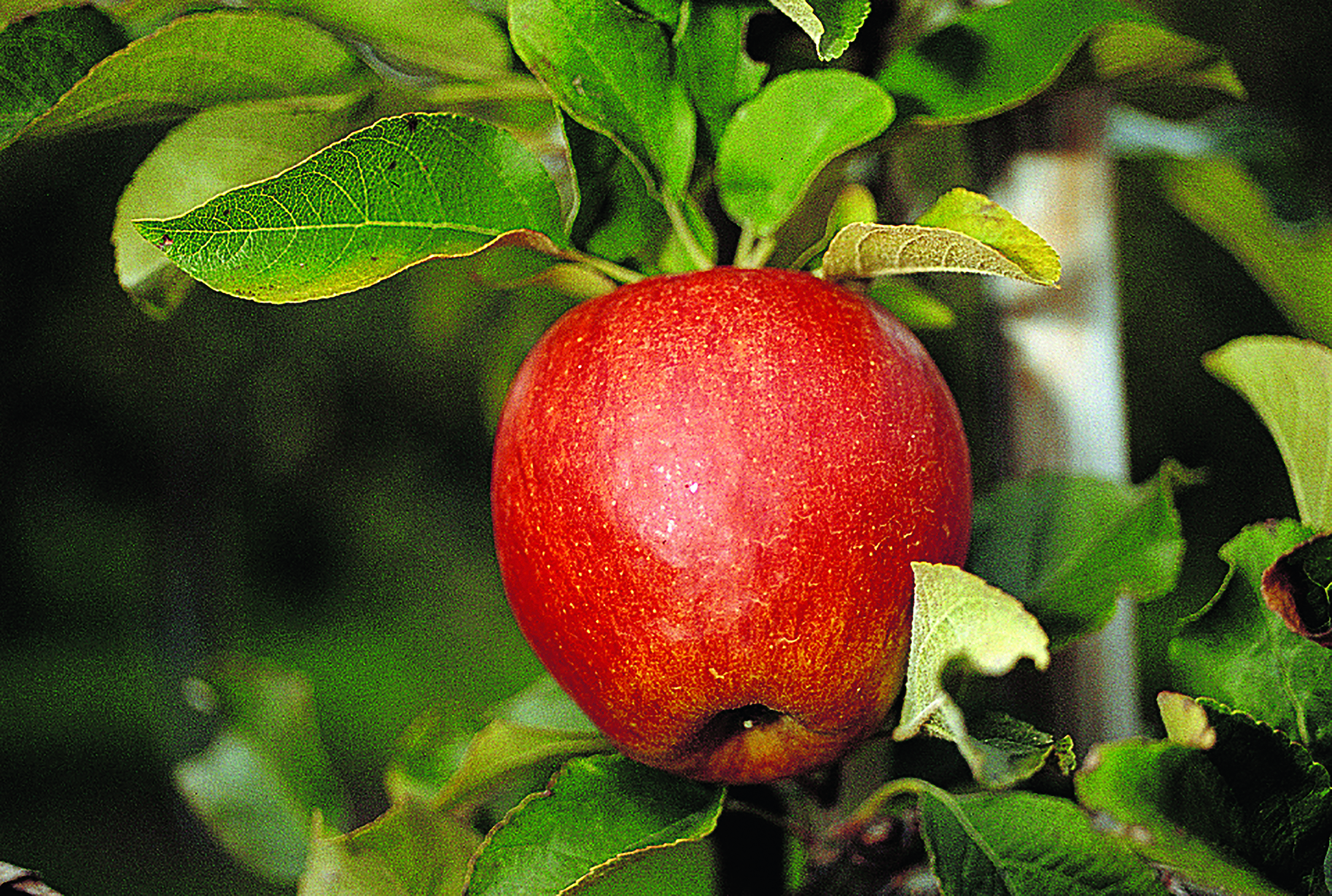 Apfel_Pinova Apfel PINOVA(S) SGA – aromatisch und vielseitig verwendbar – Bild 1