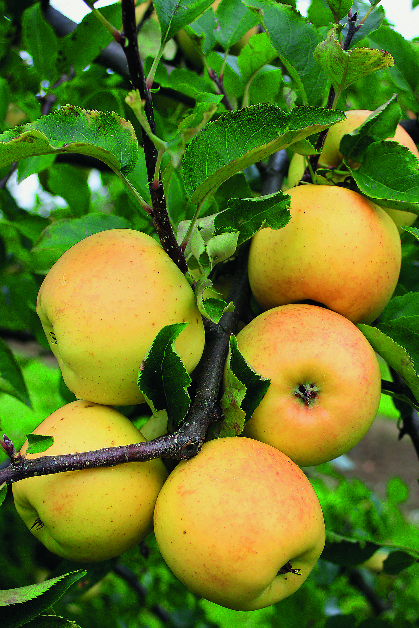 Apfel_Sirius Apfel SIRIUS SGA – aromatisch und vielseitig verwendbar – Bild 1