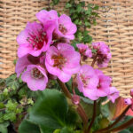 4 er Set, Die dauerhafte Bergenie in Pink - Bergenia Cultivars Rosenkristall im 12 er Topf – Bild 2