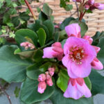 4 er Set, Die dauerhafte Bergenie in Pink - Bergenia Cultivars Rosenkristall im 12 er Topf