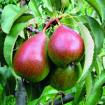 Birne GUTE LUISE SGA – saftig und besonders aromatisch