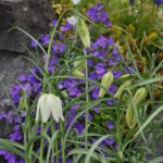 3 er Set, Schachbrettblume - Fritillaria meleagris Alba Weiss im 14 er Topf – Bild 2