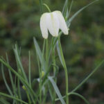 3 er Set, Schachbrettblume - Fritillaria meleagris Alba Weiss im 14 er Topf