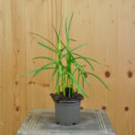 6 er Set, Schachbrettblume - Fritillaria meleagris Alba Weiss im 10.5 er Topf – Bild 4