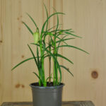 6 er Set, Schachbrettblume - Fritillaria meleagris Alba Weiss im 10.5 er Topf – Bild 2