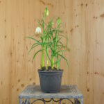 3 er Set, Schachbrettblume - Fritillaria meleagris Alba Weiss im 14 er Topf – Bild 3