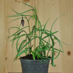 3 er Set, Schachbrettblume - Fritillaria meleagris Mix im 14 er Topf – Bild 2