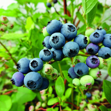 Heidelbeere GOLDTRAUBE SGA – grosse Beeren und reicher Ertrag