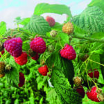 Himbeere BLISSY® autumn bliss SGA – aromatische Beeren und pflegeleicht