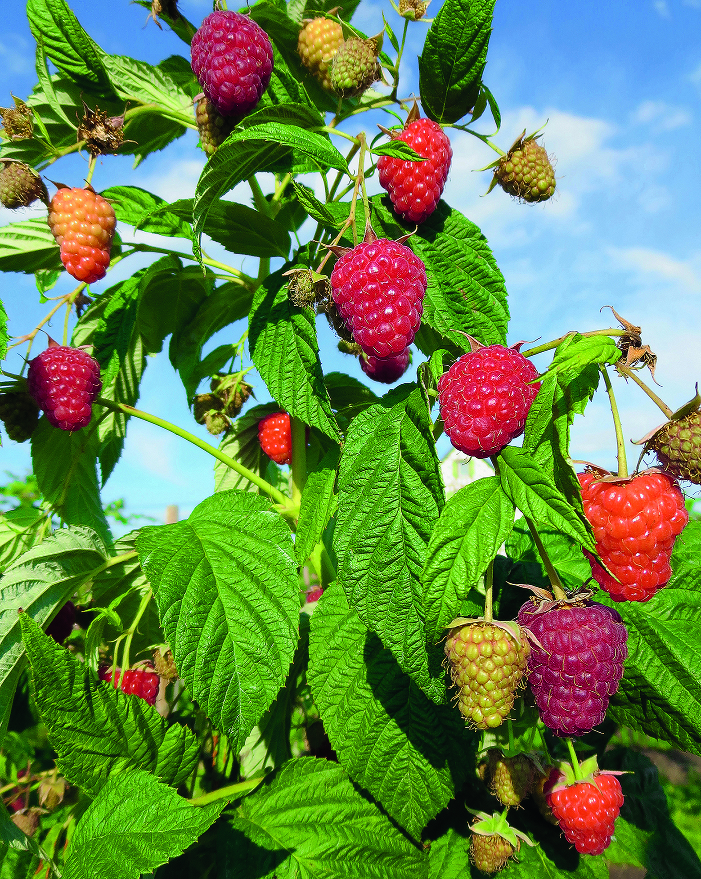 Himbeere_Enrosadira Himbeere ENROSADIRA SGA – aromatische Beeren und pflegeleicht – Bild 1