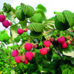 Himbeere FALLRED® streib2a(S)  SGA – aromatische Beeren und pflegeleicht