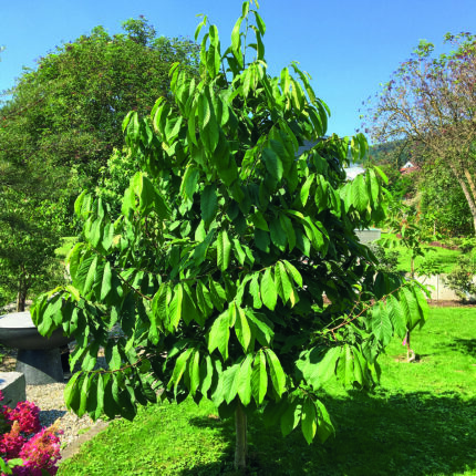 Indianerbanane HÄBERLI'S INDIANER BANANE® SUNFLOWER – bewährte Sorte für den Hausgarten