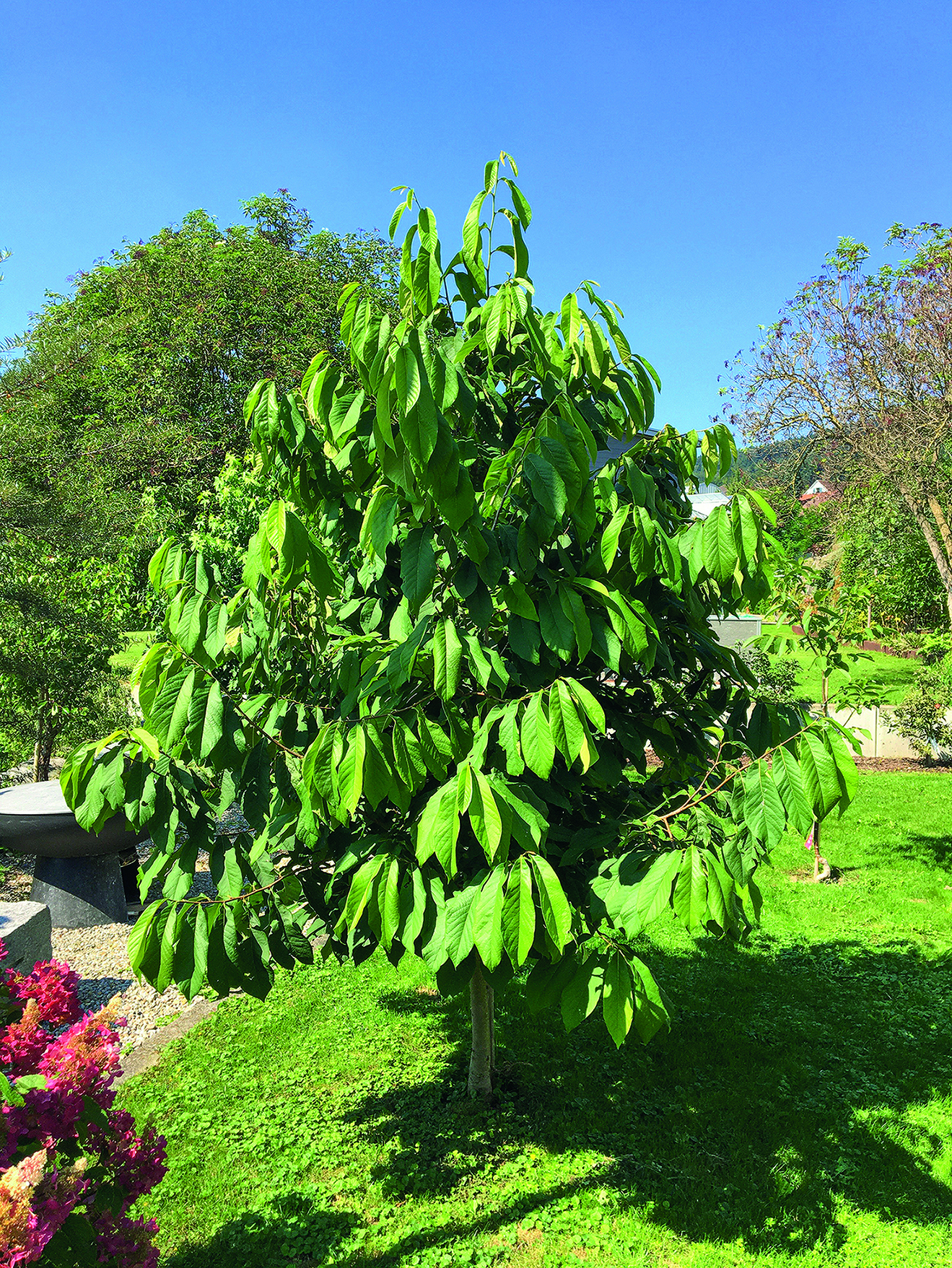 Indianerbanane_Sunflower Indianerbanane HÄBERLI'S INDIANER BANANE® SUNFLOWER – bewährte Sorte für den Hausgarten – Bild 1
