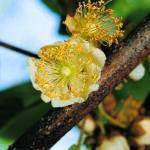 Kiwi MATUA – bewährte Sorte für den Hausgarten