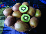 Kiwi SOLISSIMO® renact selbstfruchtbar – bewährte Sorte für den Hausgarten