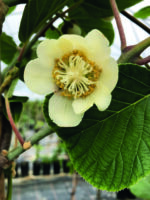 Kiwi SOLISSIMO® renact selbstfruchtbar – bewährte Sorte für den Hausgarten – Bild 2