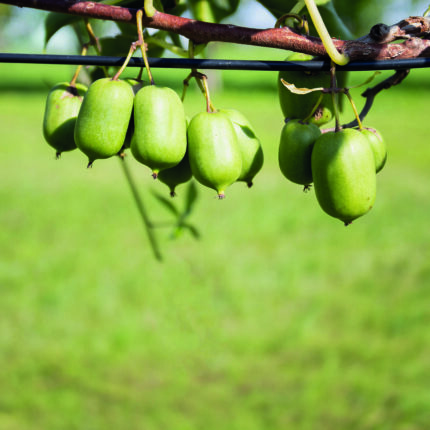 Kiwi SUPER ISSAI SGA selbstfruchtbar – bewährte Sorte für den Hausgarten