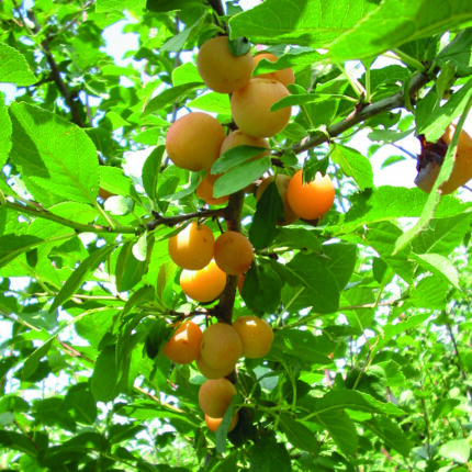 Mirabelle MIRABELLE DE NANCY SGA – bewährte Sorte für den Hausgarten