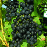 Rebe ROBUSTAREBE® MUSCAT BLEU SGA – bewährte Sorte für den Hausgarten