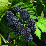 Rubus Hybride BLACK JEWEL SGA – bewährte Sorte für den Hausgarten