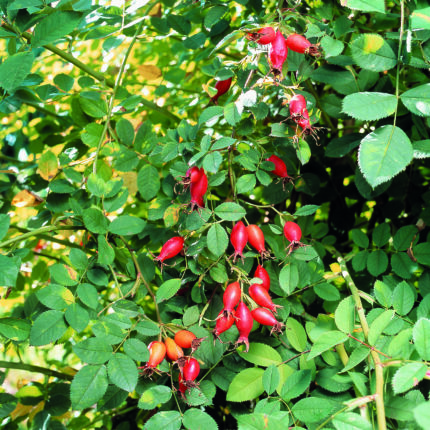 Hagebuttenrose ROSAMUNDA pi ro 3 SGA Vitaminrose – bewährte Sorte für den Hausgarten