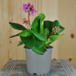 4 er Set, Die dauerhafte Bergenie in Pink - Bergenia Cultivars Rosenkristall im 12 er Topf – Bild 3
